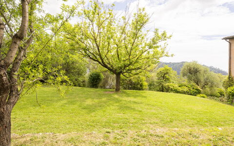 La Casa Dei Limoni, Camaiore, Pet Friendly, Wifi: Green, Grass, Nature, Branch, Natural Landscape, Grassland, Landscape, Land Lot, Plain, Lawn