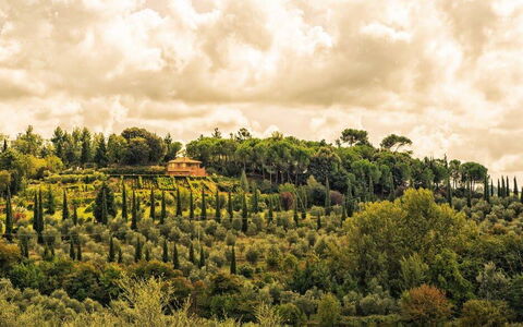 Leccino: Cloud, Plant, Sky, Natural Landscape, Land Lot, Cumulus, Tree, Landscape, Grass, Plain