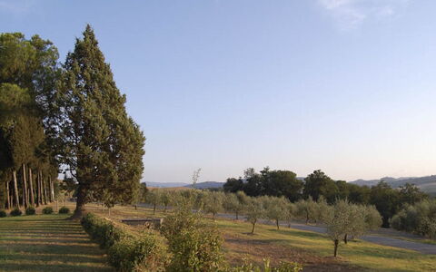 Santo Stefano: Tree, Leaf, Natural Environment, Natural Landscape, Plain, Landscape, Land Lot, Trunk, Woody Plant, Plantation