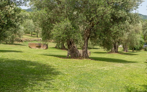 Villa Domus Papi: Tree, Grass, Grassland, Plain, Trunk, Nature Reserve, Woody Plant, Meadow, Pasture