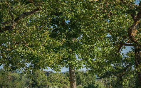 Casalberna: Leaf, Tree, Grass, Branch, Plain, Grassland, Land Lot, Trunk, Lawn, Woody Plant