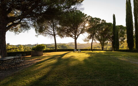 Green Hill Apartment In Tuscan Countryside: Tree, Grass, Nature, Leaf, Branch, Landscape, Land Lot, Plain, Trunk, Sunlight
