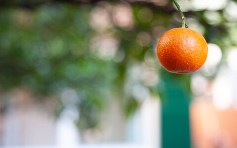 La Casa Dei Mandarini: Produce, Fruit, Orange, Ingredient, Natural Foods, Food