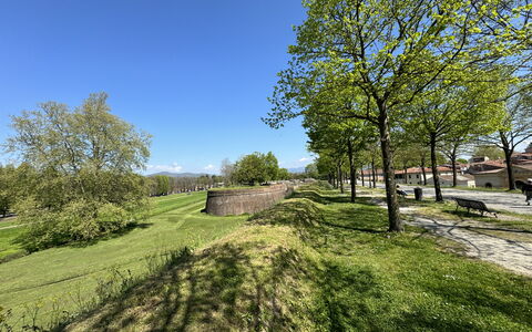 Il Cervo In Città: Tree, Grass, Branch, Grassland, Plain, Groundcover, Meadow, Garden, Lawn, Pasture