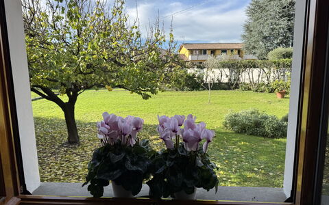 Villa Lory: Flower, Petal, Flowerpot, Spring, Garden, Floristry, Houseplant, Tulip