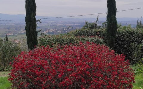 Villa Luce San Miniato: Red, Flower, Shrub, Plant Community, Spring, Woody Plant, Flowering Plant, Garden, Shrubland