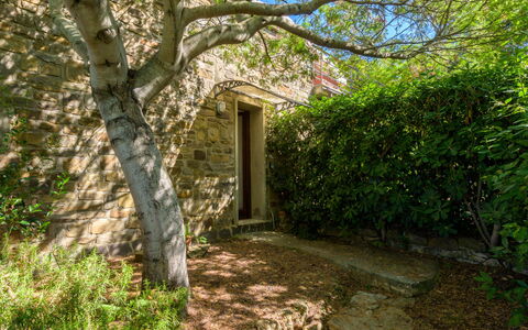Montparnasse: Wall, Green, Leaf, Vegetation, Shrub, Groundcover, Sunlight, Stone Wall, Garden, Twig