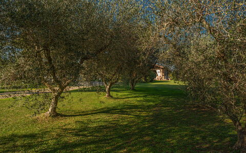 Villa Bolgheri Vermentino Castagneto Carducci: Leaf, Tree, Grass, Branch, Natural Environment, Nature, Vegetation, Twig, Grassland, Trunk