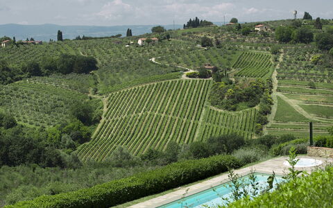 Villa Chianti: Plantation, Agriculture, Landscape, Shrub, Land Lot, Rural Area, Hill Station, Field, Groundcover, Vineyard