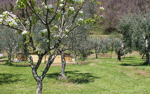 Il Casale di San Jacopo con Piscina Privata: Branch, Tree, Shrub, Plant Community, Grassland, Land Lot, Twig, Trunk, Spring