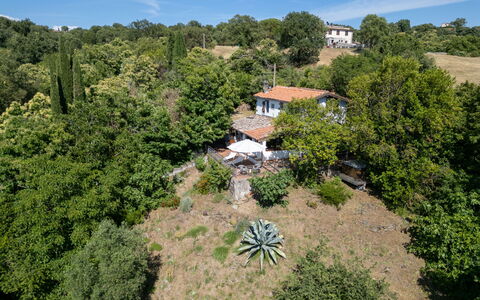 Cuculo: Tree, Natural Environment, Nature, Vegetation, Landscape, Rural Area, Plant Community, Land Lot, Estate, Plantation