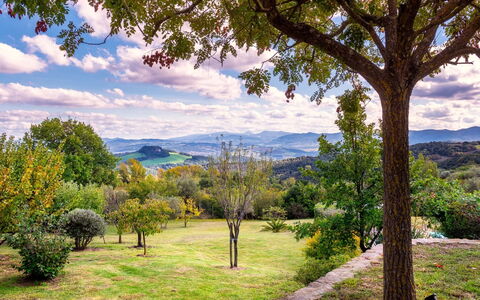 Cinque Cipressi 8: Tree, Leaf, Nature, Natural Environment, Green, Grass, Mountainous Landforms, Natural Landscape, Vegetation, Branch