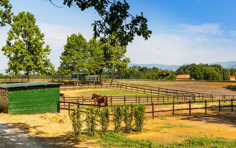 Villa Elisa 16: Landscape, Rural Area, Fence, Pasture, Ranch, Shade, Field, Farm, Park