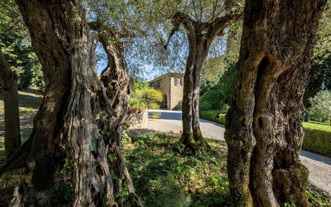 Tenuta Sagherina 8: Branch, Leaf, Trunk, Twig, Woody Plant, Garden, Shade, Landscaping, Shadow, Backyard