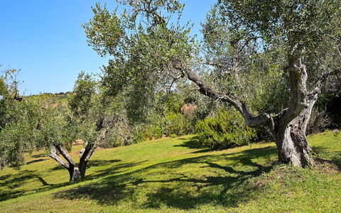 Villa le Cave 12: Tree, Grass, Leaf, Branch, Vegetation, Grassland, Shrub, Plant Community, Plain, Land Lot