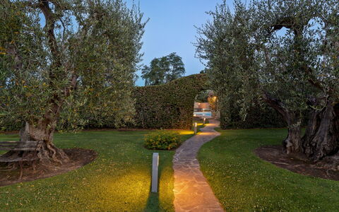 Villa Castiglione 9: Leaf, Grass, Nature, Branch, Shrub, Garden, Landscape, Trunk, Lawn, Landscape Lighting