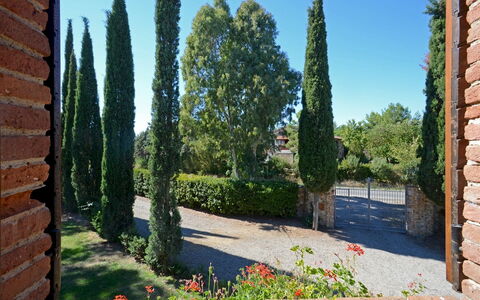 La Magia 8+2: Shrub, Woody Plant, Garden, Landscaping, Evergreen, Hedge, Pine Family