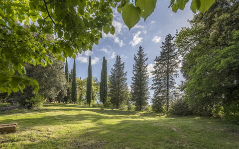 Casa Clara Pool, Casole Elsa, Monti: Leaf, Tree, Nature, Green, Natural Environment, Branch, Vegetation, Natural Landscape, Shrub, Plant Community