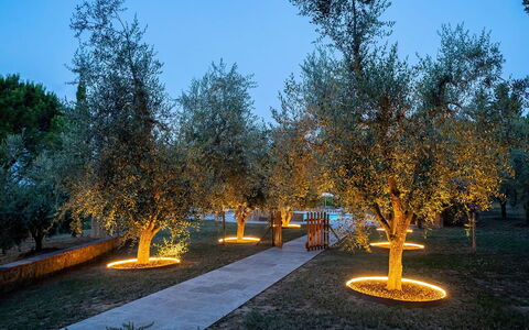 Montelopio: Sky, Plant, Road Surface, Natural Landscape, Branch, Larch, Grass, Tree, Asphalt, Public Space