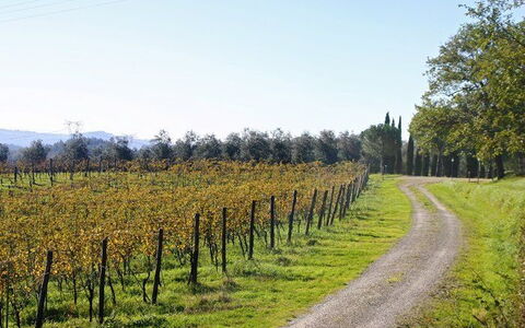 La Selva: Natural Landscape, Tree, Vineyard, Agriculture, Field, Land Lot, Plant, Leaf, Rural Area, Woody Plant