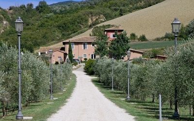 Cavalieri - Alviano, Umbria, Italy - Cavalieri 1