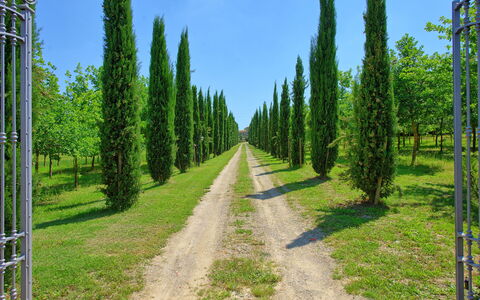 Villa Giare: Tree, Natural Environment, Lodgepole Pine, Spruce-Fir Forest, Biome, Tropical And Subtropical Coniferous Forests, Forest, Vegetation, Nature Reserve, Natural Landscape