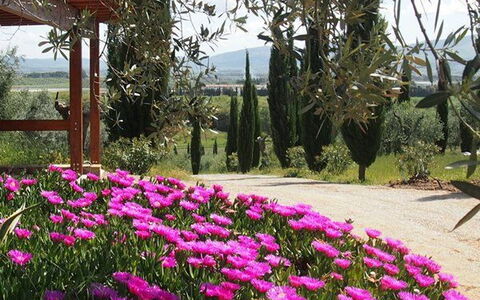 Villa Giulia Follonica: Flower, Plant, Spring, Garden, Magenta, Pink, Botanical Garden, Botany, Tree, Flowering Plant