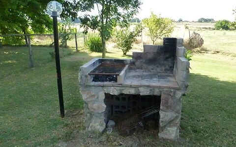 Funghi 1: Grass, Tree, Landscape, Plant, Brick