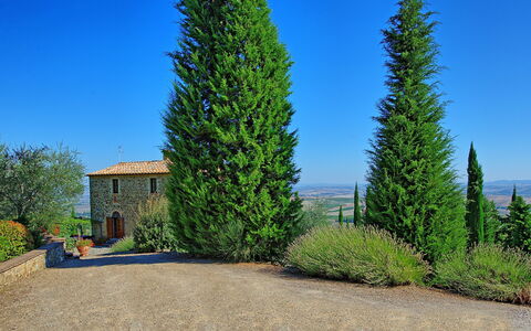 Villa Montalcino: Tree, Plant, Woody Plant, Thuya, Lodgepole Pine, Biome, Red Juniper, Evergreen, American Larch, Conifer