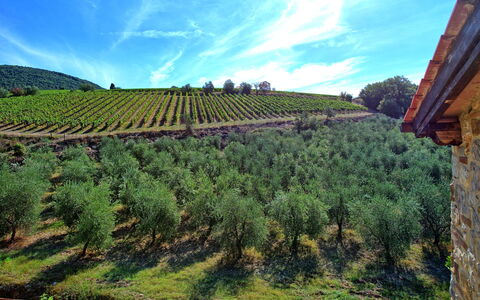 Casa Maria Luisa: Plantation, Agriculture, Sky, Vineyard, Highland, Field, Tree, Hill, Hill Station, Plant