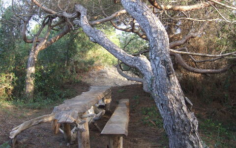 Appartamento - Le Finestre: Tree, Woodland, Nature Reserve, Woody Plant, Plant, Trunk, Forest, Branch, Wood, Wildlife