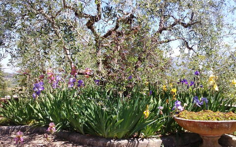 Villa Gaville: Flower, Flowering Plant, Plant, Garden, Botany, Spring, Lavender, Shrub, Landscape